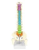 Die besten Physiotherapieprodukte für die menschliche Wirbelsäule im Vergleich: Eine detaillierte Analyse