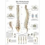 Rückenstärkung: Analyse und Vergleich der besten Physiotherapieprodukte für die Wirbelsäule