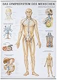 Analyse und Vergleich der besten Physiotherapieprodukte für das Lymphsystem des Menschen: Welche Produkte sind empfehlenswert?