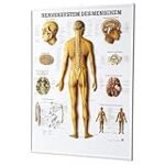 Übersicht über das Nervensystem des Menschen: Analyse und Vergleich der besten Physiotherapieprodukte für neurologische Erkrankungen