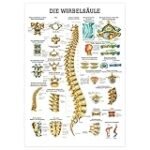 Die besten Physiotherapieprodukte für die Beschriftung der Wirbelsäule im Vergleich: Eine Analyse