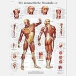 Die besten Physiotherapieprodukte für ein gesundes Muskelsystem: Eine Analyse und Vergleich