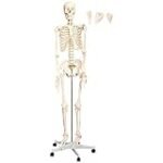 Die besten Physiotherapieprodukte im Vergleich: Skelett Modell als Hilfsmittel zur besseren Therapie