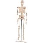 Analyse der besten Physiotherapieprodukte zur Unterstützung der Funktion des Skeletts: Ein Vergleich der Top-Produkte