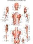 Die anatomische Grundlage: Eine Analyse und Vergleich der besten Physiotherapieprodukte für den menschlichen Körper