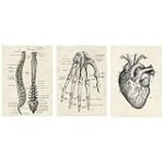 Die Anatomie der Handfläche: Ein Vergleich der besten Physiotherapieprodukte