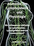 Die Anatomie des Lymphsystems: Ein Vergleich der besten Physiotherapieprodukte zur Unterstützung der Lymphdrainage