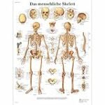 Die besten Physiotherapieprodukte für die Anatomie des menschlichen Skeletts: Analyse und Vergleich in einem kostenlosen Latein PDF