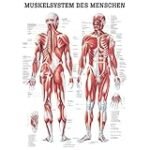 Die Bedeutung der Anatomie: Menschen Bilder für den Vergleich der besten Physiotherapieprodukte