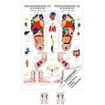 Fuß-Reflexzonenbilder: Eine Analyse und Vergleich der besten Physiotherapieprodukte