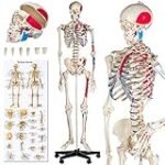 Die besten Physiotherapieprodukte für die Anatomie des Skeletts mit Muskeln im Vergleich und Analyse