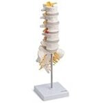 Die besten Physiotherapieprodukte zur Behandlung von Lendenwirbelsäulen-Anatomie: Eine detaillierte Analyse und Vergleich