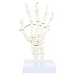 Die besten Physiotherapieprodukte im Vergleich: Handskelett beschriftet unter der Lupe