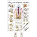 Die beste Physiotherapieprodukte für das Kiefergelenk: Anatomie, Analyse und Vergleich