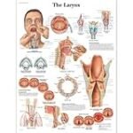Die besten Physiotherapieprodukte im Vergleich: Anatomie des Kehlkopfes beschriftet