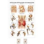 Die besten Physiotherapieprodukte für das Hüftgelenk: Eine lateinische Analyse und Vergleich