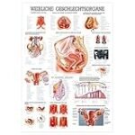 Die besten Physiotherapieprodukte im Vergleich: Anatomie der weiblichen Geschlechtsorgane beschriften