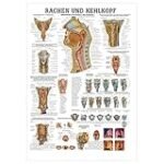 Die besten Physiotherapieprodukte im Vergleich: Kehlkopf Beschriftungen unter der Lupe