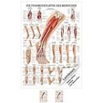 Die wichtigsten Physiotherapieprodukte zur Stärkung der Fußmuskulatur: Eine anatomische Analyse und Vergleich